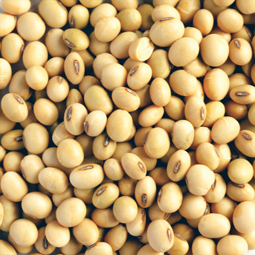 Soya Beans (சோயா பீன்ஸ்)