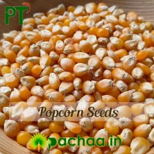 Popcorn Seeds - Maize Makka Cholam (பொரி மக்கா சோள) - INDIAN-IMPORTED
