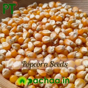 Popcorn Seeds - Maize Makka Cholam (பொரி மக்கா சோள) - INDIAN-IMPORTED Popcorn Seeds - Maize Makka Cholam (பொரி மக்கா சோள) - INDIAN-IMPORTED