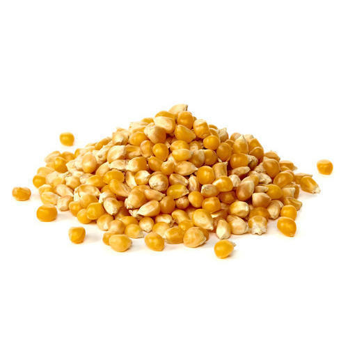 Yellow Corn Makka Cholam (மக்கா சோளம்)