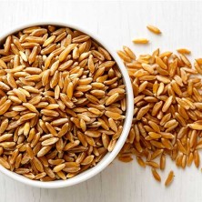 Khapli Emmer Wheat (சம்பா கோதுமை)
