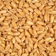 Organic Wheat Godhumai (கோதுமை)
