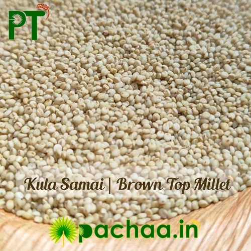 Brown Top Millet (Kula Samai) – Healthy Millet | Chennai | India | Korle (பிரவுன் டாப்) 1Kg Brown Top Millet (Kula Samai) – Healthy Millet | Chennai | India | Korle (பிரவுன் டாப்) 1Kg