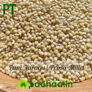 Proso Millet Panivaragu Barri Varigulu Baragu (பணி வரகு) Proso Millet Panivaragu Barri Varigulu Baragu (பணி வரகு)