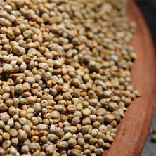 Pearl Millet Bajra Rice (Kambu Arisi Bajra Gantilu Sajje) 