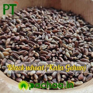 Premium Black Wheat (Kala Gehun) (கறுப்பு கோதுமை) – High-Fiber Healthy Atta | Chennai | India Premium Black Wheat (Kala Gehun) (கறுப்பு கோதுமை) – High-Fiber Healthy Atta | Chennai | India