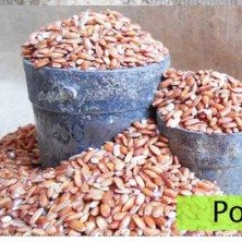 Poongar Rice
